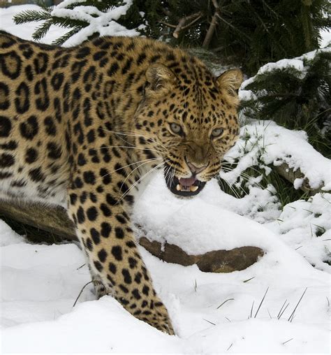 Amur Leopard Facts Amur Leopard Wikipedia