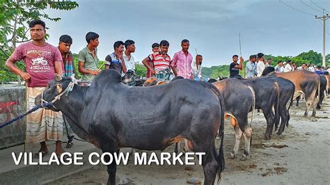 Huge Village Cattle Market Eid Cow Bazar 2019 Bangladesh Youtube