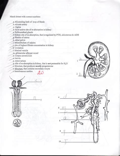 1093 C Exam Two Anatomy Physiology 1093 With Masoud At