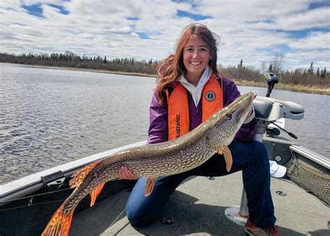 Handling And Releasing Northern Pike Superior Country