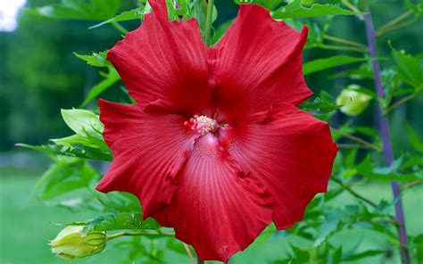 We did not find results for: Buy Lord Baltimore Hardy Hibiscus For Sale Online From ...
