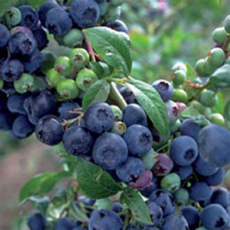 25 Qt Premier Blueberry Rabbiteye Bush Fruit Bearing Shrub Edible