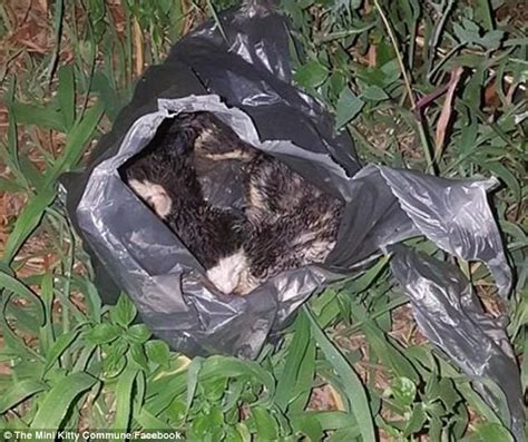 Six Week Old Kittens Were Shoved Into A Plastic Bag Thrown Onto Train Tracks And Left For Dead