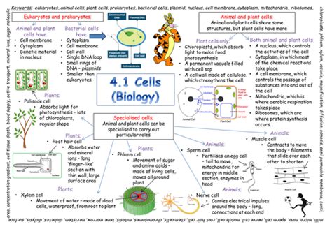 New Aqa Gcse Cells Revision Poster 2018 Exam Teaching Resources