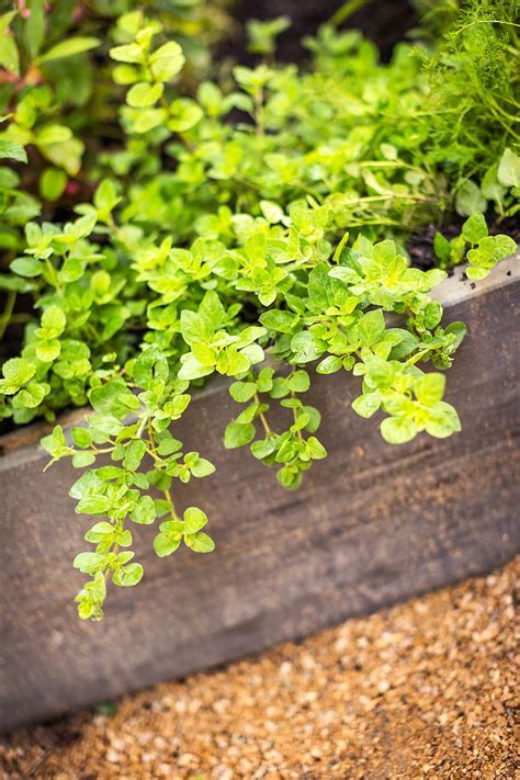 Plants that naturally repel bugs, insects, and other pests. 7 Pretty Plants That Can Repel Biting Bugs Naturally in 2020 | Perennial herbs, Plants that ...