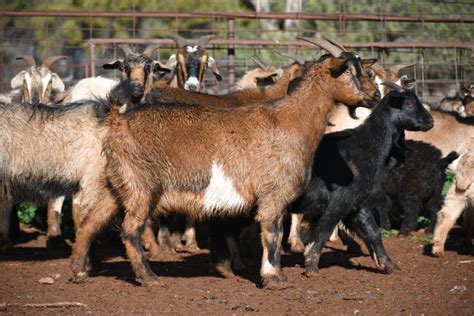 Lot 576 210 Goats Does Auctionsplus