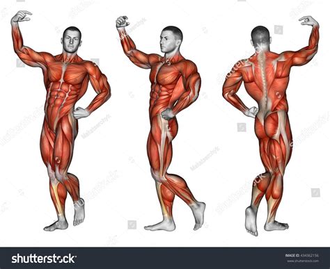 Projection Human Body Apollo Pose Showing 스톡 일러스트 434362156 Shutterstock