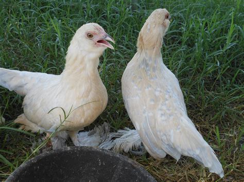 Booted Bantam For Sale Chickens Breed Information Omlet