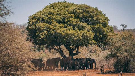 South African Trees Impressive Ones You Must See Shamwari