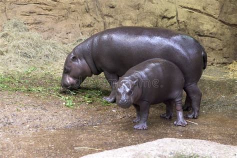 Pygmy Hippo Mother And Baby Stock Image Image Of Germany Endangerd