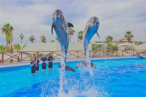 Swim With Dolphins Cabo Partner Vacation