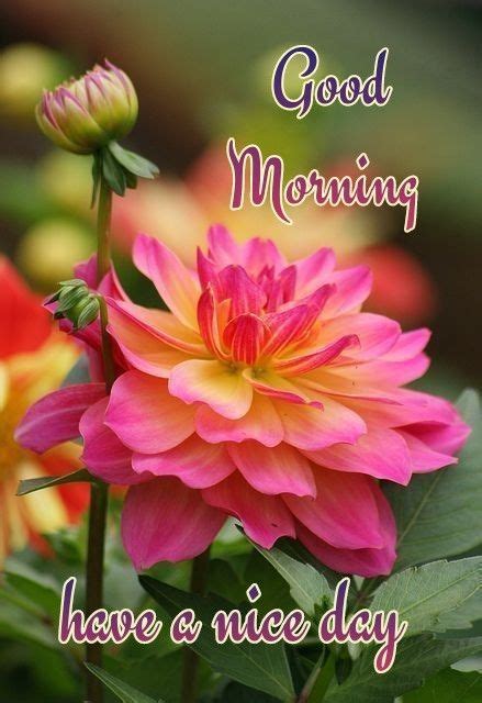 💗🌺🌺💗 Good Morning Flowers Good Morning Cards Good Morning Greetings