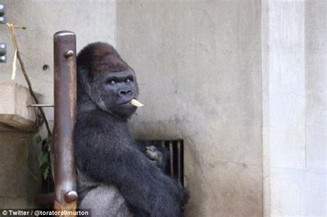 Gorilla Shabani Who Was Raised In Australia Has Found Fame In Japan