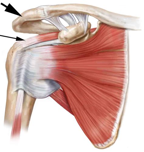 Shoulder Muscle And Tendon Anatomy Rotator Cuff Anatomy Illustration