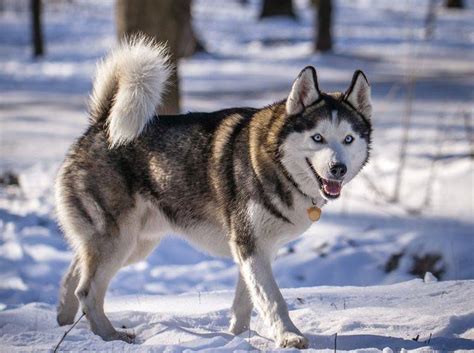 Solch einer haltung bedarf natürlich einer ausbruchsicheren umzäunung, die nicht nur hoch sein sollte (ca. Husky Siberian Rassebeschreibung Wesen Haltung Und Pflege