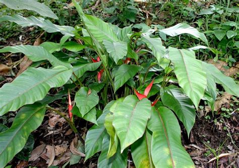 Maybe you would like to learn more about one of these? How to grow Heliconia, brightest tropical flower - GardenDrum