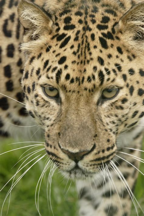 Amur Leopard Amur Leopards At The Wildlife Heritage Founda Flickr
