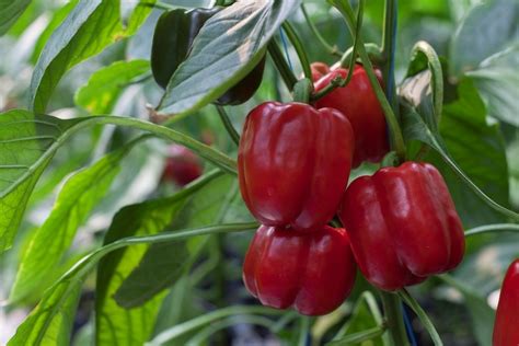 Rijk Zwaan Red Capsicum Seeds For Agriculture Pack Size 1000 Seed