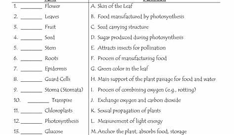 parts of plants and their functions worksheets