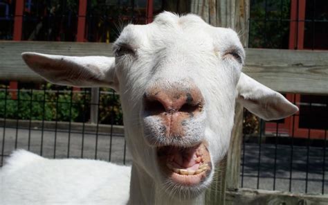20 Funniest Goat Face Pictures That Will Make You Laugh