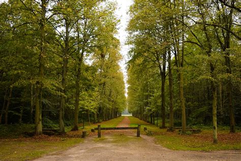 Brown Pathway Between Green Trees During Daytime Photo Free Nature