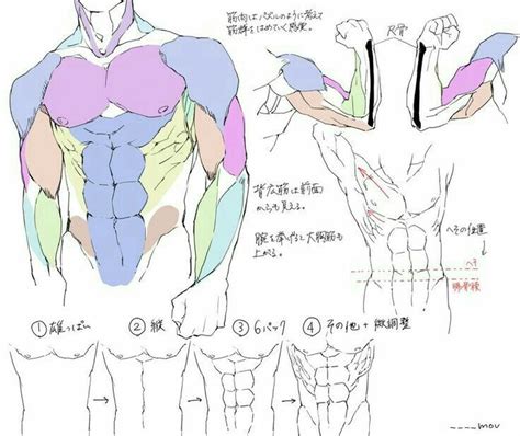 Pin By Richard Cabral On Anatomy Female And Male Anatomy Tutorial Body