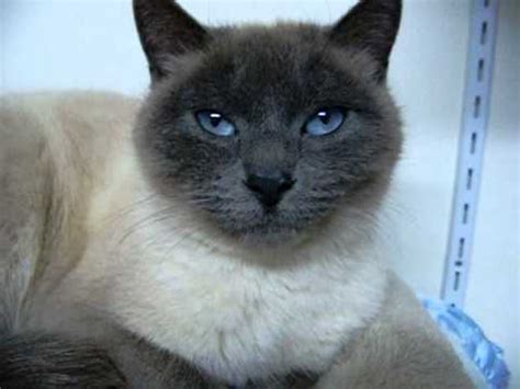 They can rough and tumble with the best of 'em 😉 either way, these siamese have an ethereal beauty. Meesha- Applehead Siamese Lilac Point Rifle Animal Shelter ...