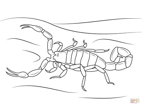 Striped Bark Scorpion Coloring Page Free Printable Coloring Pages