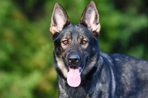 Dark Sable German Shepherd 5 Most Popular Questions Answered