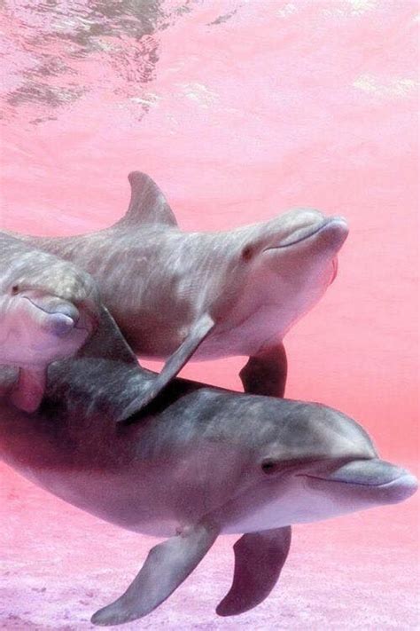 Dolphins In Pink Water Animals Cute Animals Dolphins