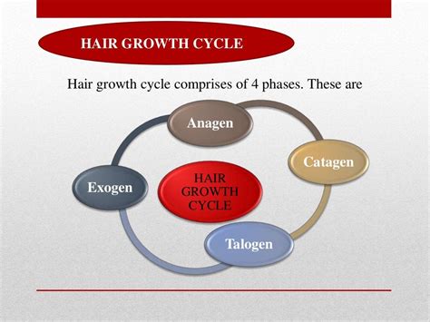 Structure Of Hair And Hair Growth Cycle
