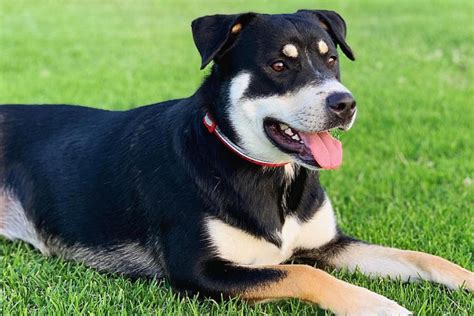 The rottie is often mixed with other breeds, creating designer dogs like the labrador rottweiler mix, the shepweiler, or the pitweiler. Facts About the Rottweiler Husky Mix