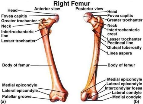 Femur Labelled Hip Anatomy Anatomy Neck Fracture