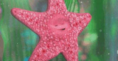 The latest gifs for #starfish. Starfish GIF - Find & Share on GIPHY