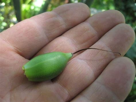 Con un grosso rizoma verticale o obliquo, fusto eretto, foglioso e ramoso e pubescente verso l'alto, spesso arrossato, che può raggiungere l'altezza di 80 cm. Scheda botanica di Acanto comune (Acanthus mollis L ...