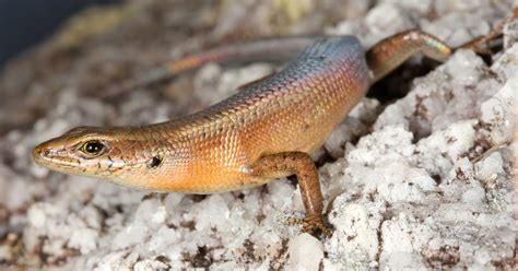 Sciency Thoughts A New Species Of Skink From Cape Melville In
