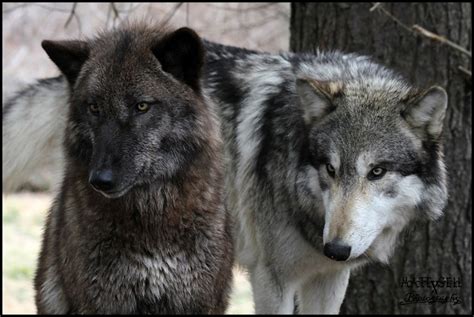 Wolf Couple Download Hd Wallpapers And Free Images
