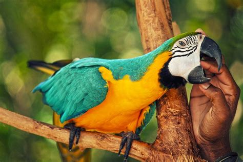 World Parrot Trust In Difesa Dei Pappagalli