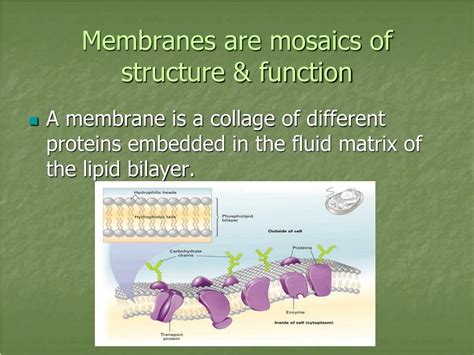 Ppt Cell Membrane Structure And Function Powerpoint Presentation Free