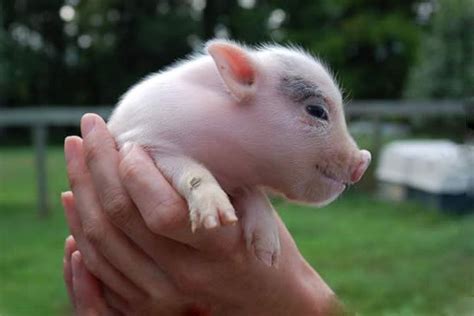 Pinky Pigs Pig Photo 17192999 Fanpop