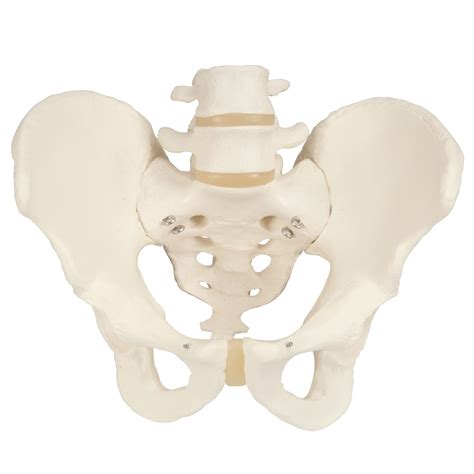 3b Male Pelvis Skeleton Skeletal Components Skeletal System Human
