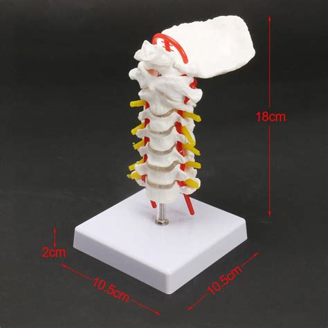 Life Size Chiropractic Human Anatomical Cervical Vertebral Spine Model Cervical