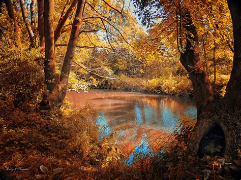 Golden Seasons Foto And Bild Wald Bäume Jahreszeit Bilder Auf