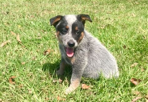 Blue Heeler Lab Mix Breed Origin Traits And Diet Guidelines