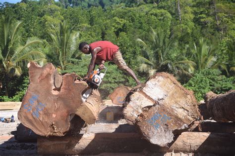 In Solomon Islands The Gendered Effects Of Corporate Logging Cifor