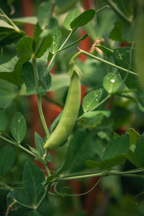 How To Grow Green Peas The Complete Guide