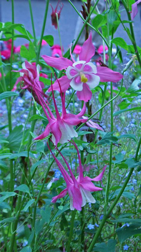 Pink And White Columbine Flowers Butchart Gardens Victori Flickr