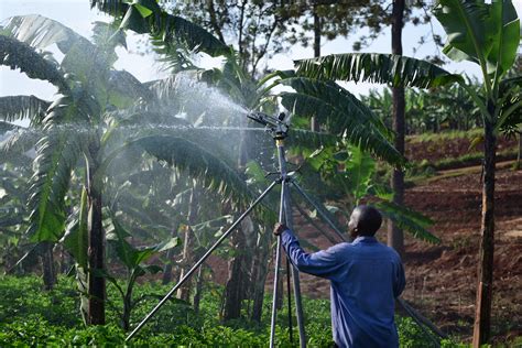 The eradication of hunger, food insecurity and malnutrition; FAO in Rwanda | Food and Agriculture Organization of the ...