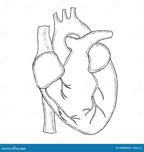 Human Heart Sketch Liner Stock Vector Illustration Of Design 109688936