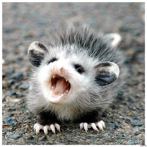 Screaming Baby Possum From Raww Photoshopbattles